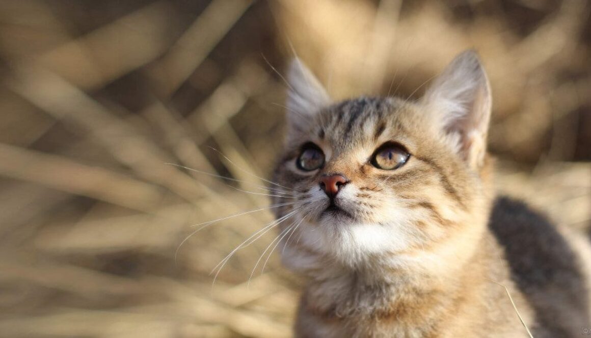 Here Kitty Kitty City