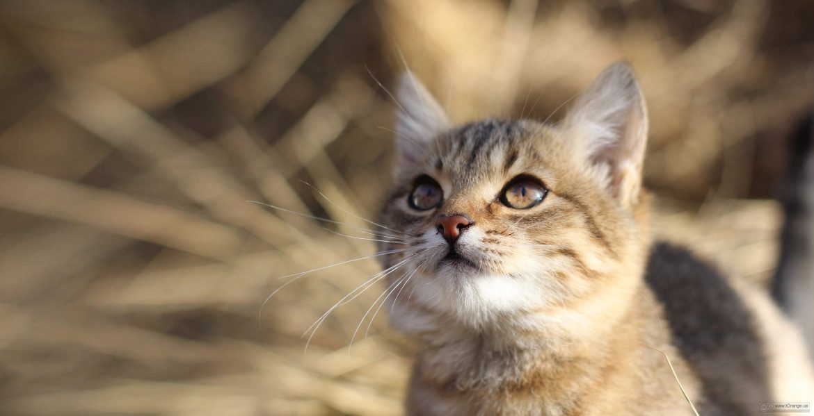 Here Kitty Kitty City