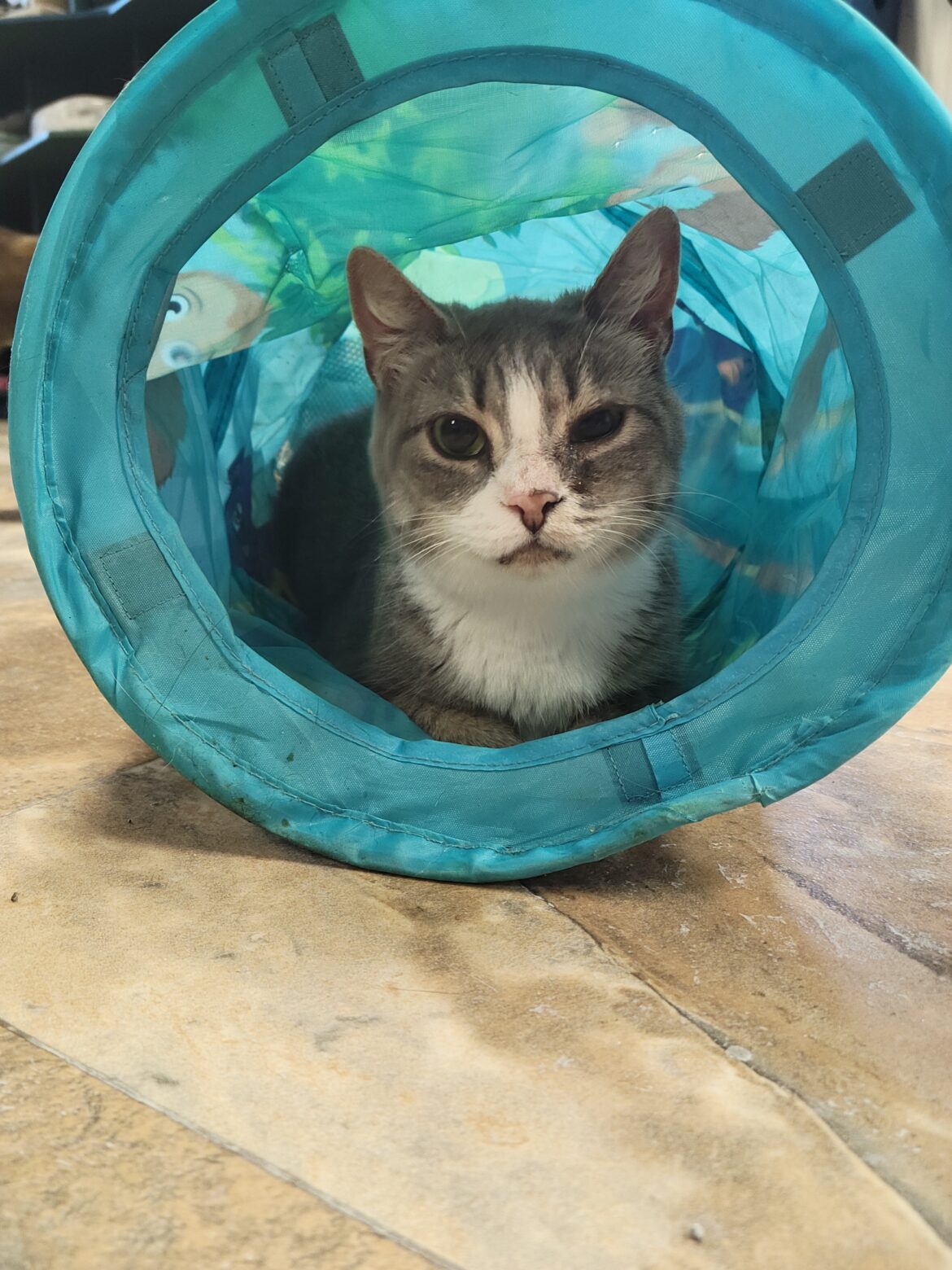A Grey and White Fur Cat Playing in a Tube