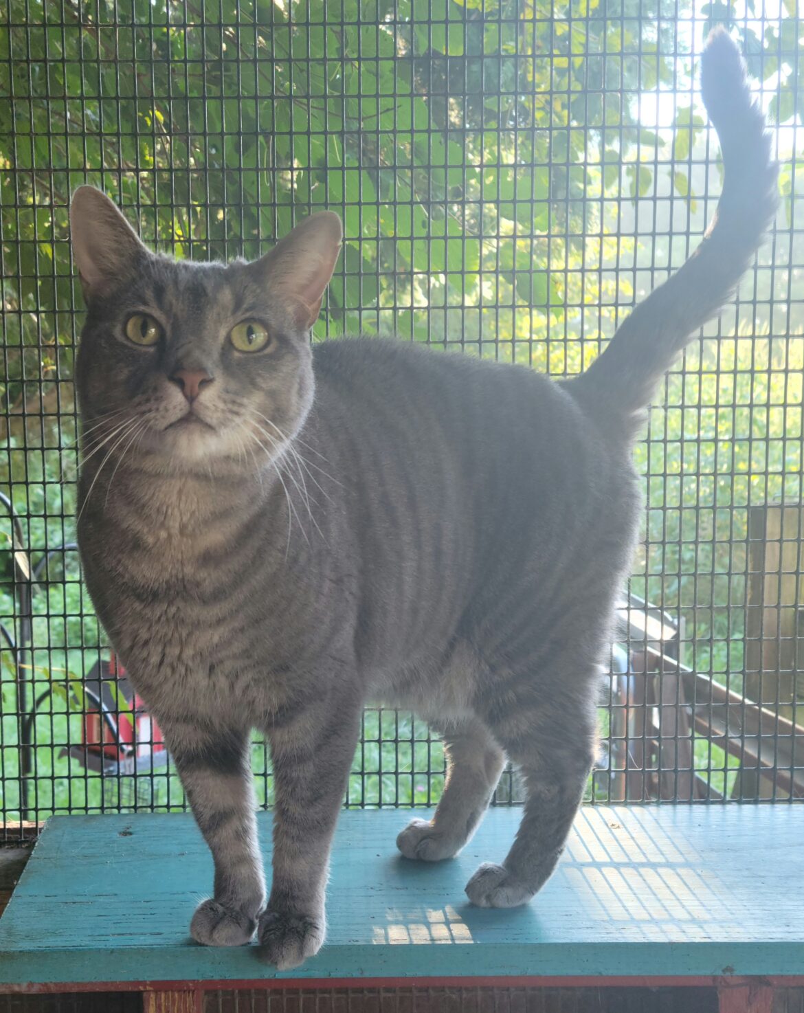 A gray cat standing on top of a table