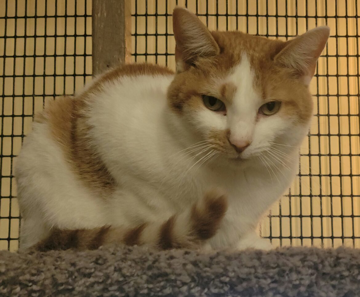 A White and Brown Fur Cat in a Cage