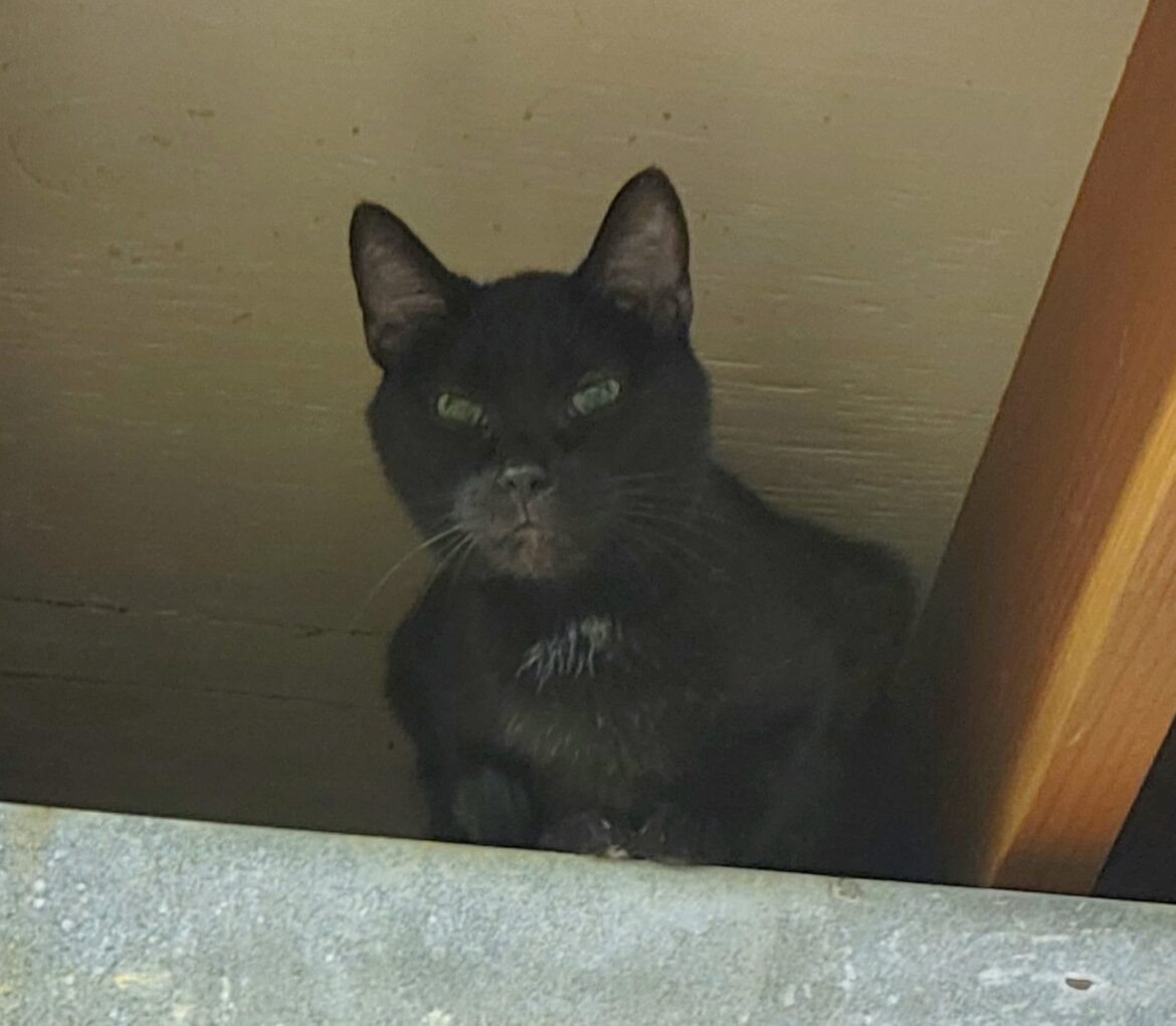 A Black Color Fur Cat With a Grey Batch at Mouth