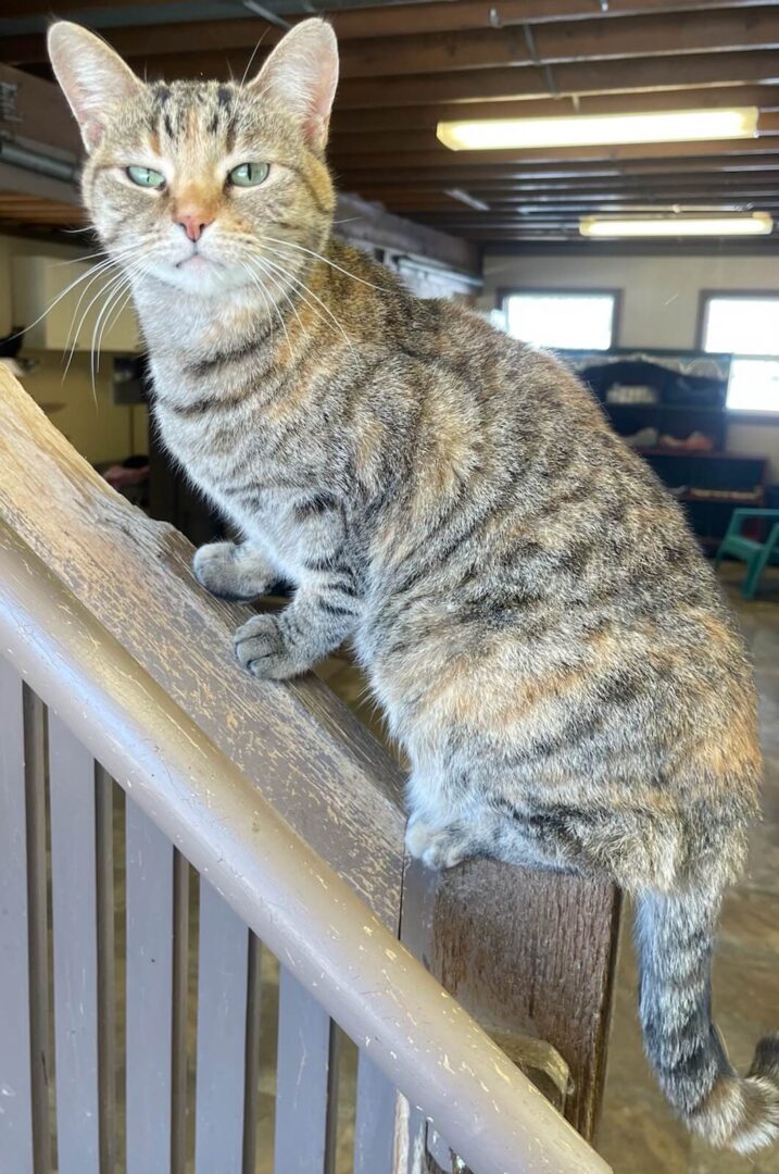 A gray cat sitting in the railing of a staircase